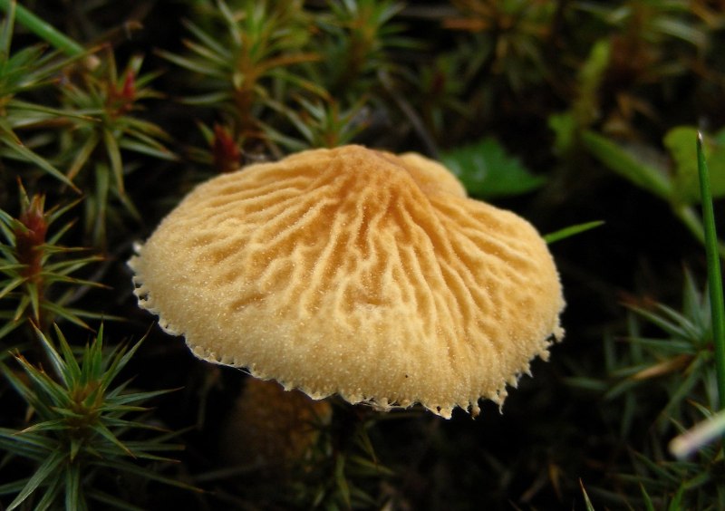 Cystoderma amianthinum  var. rugosoreticulatum